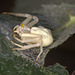 IMG 6522Crabspider