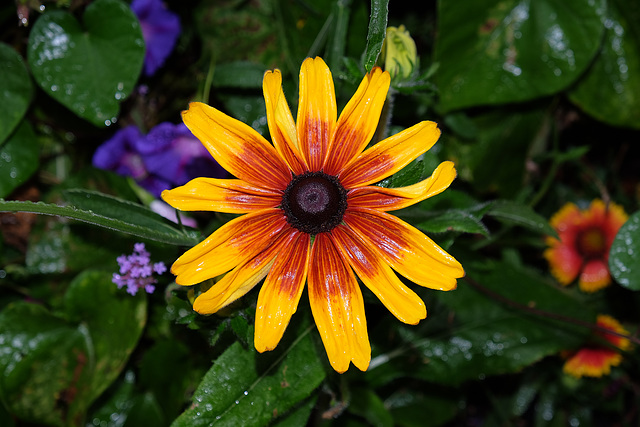 BESANCON: Une fleur sous la pluie.