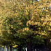 Fall Tree 2009