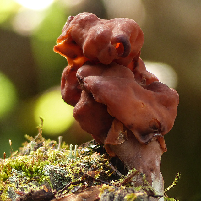 False Morel fungus