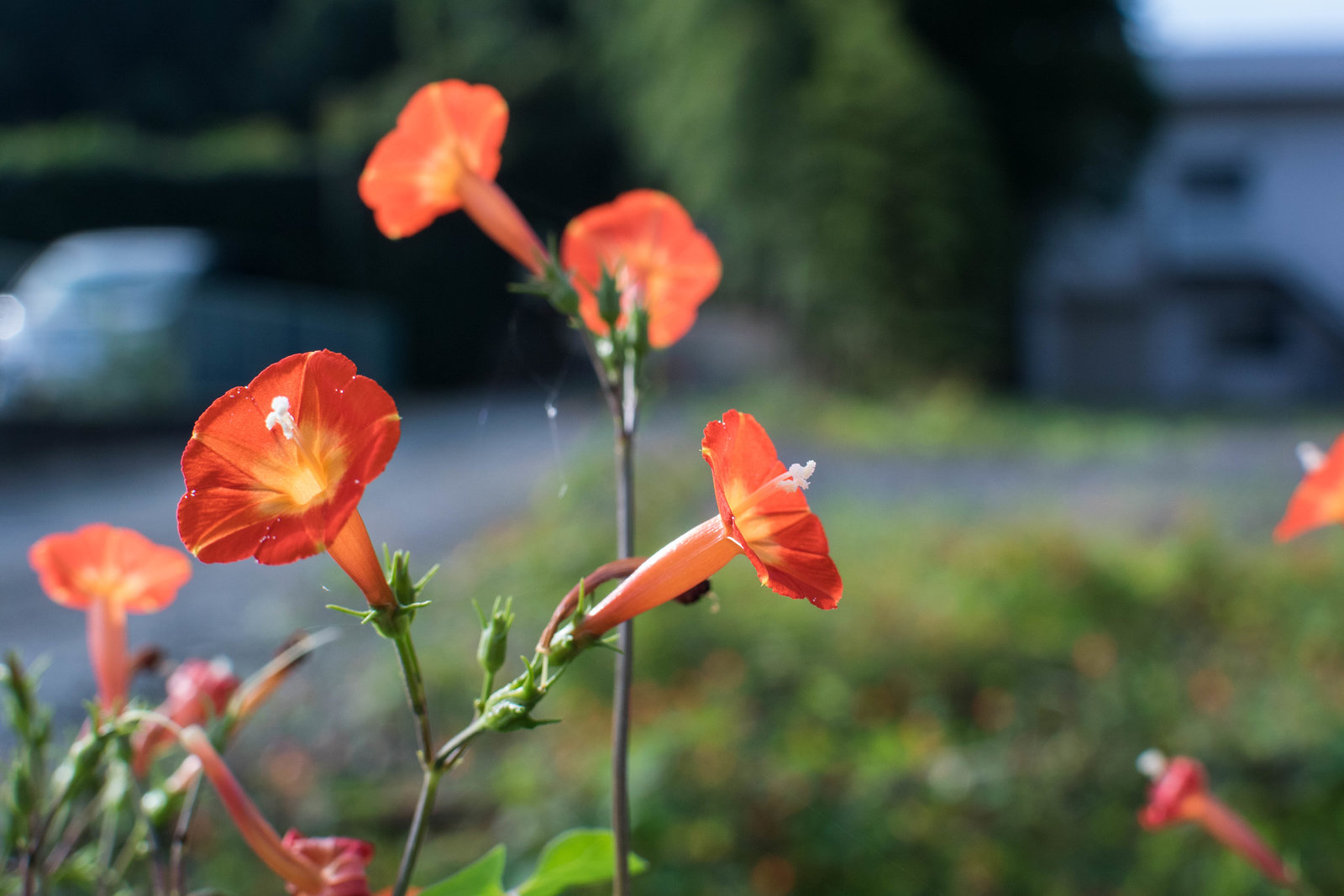 Trumpet vine