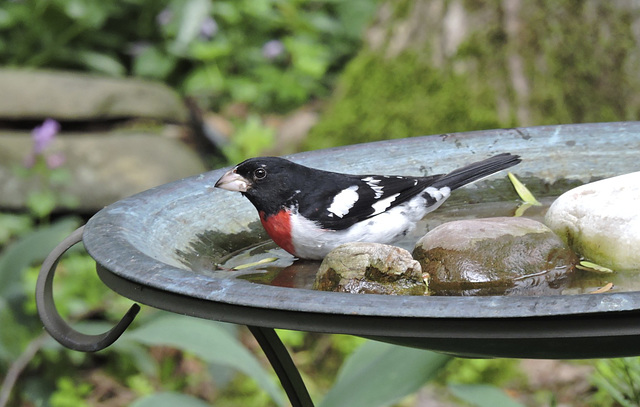 Rose-breasted Grosbeaks