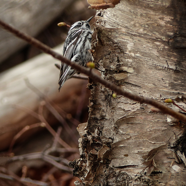 Day 9, Black and white Warbler
