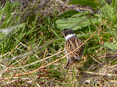 Reed Bunting