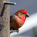 I'm happy to see a House Finch at our feeder.