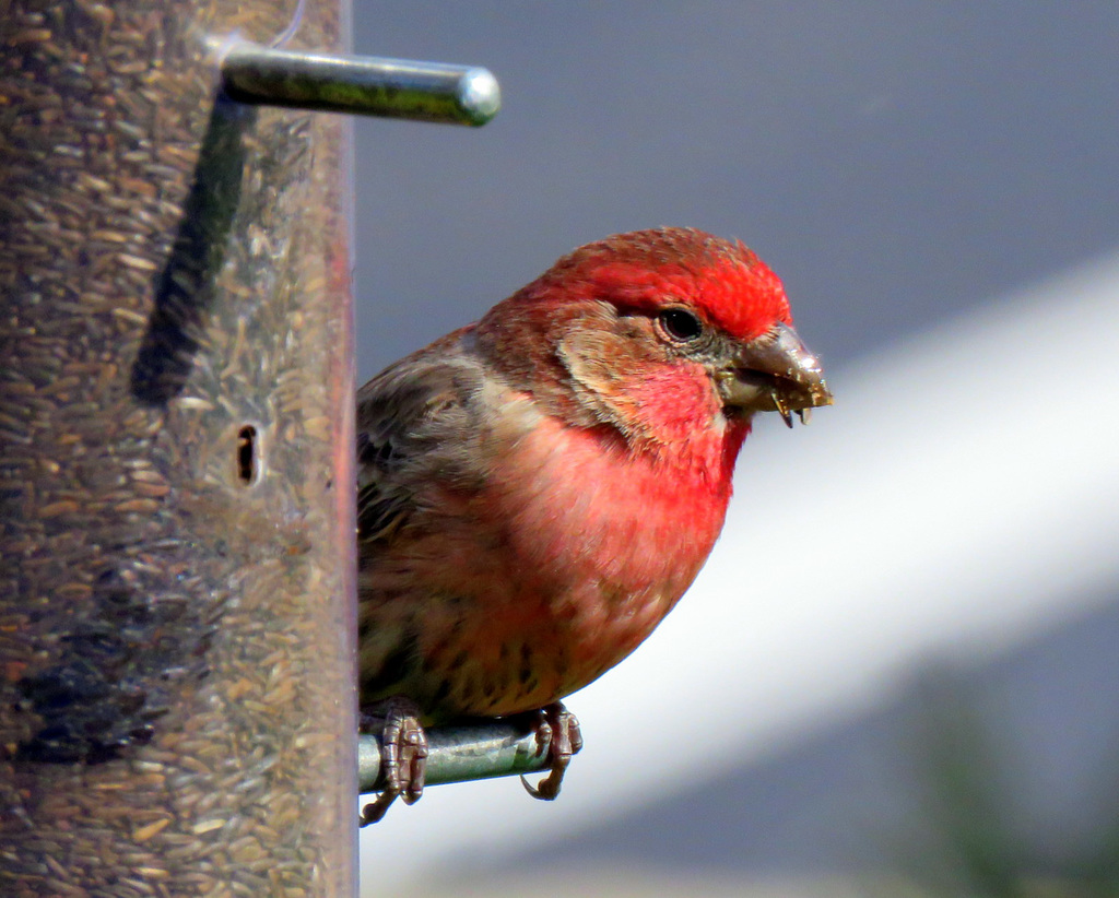 I'm happy to see a House Finch at our feeder.