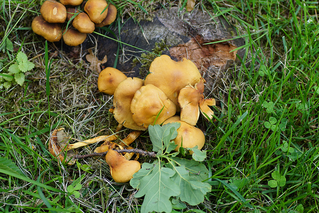 Pilze im Juni im Schlossgarten Geiboldehausen