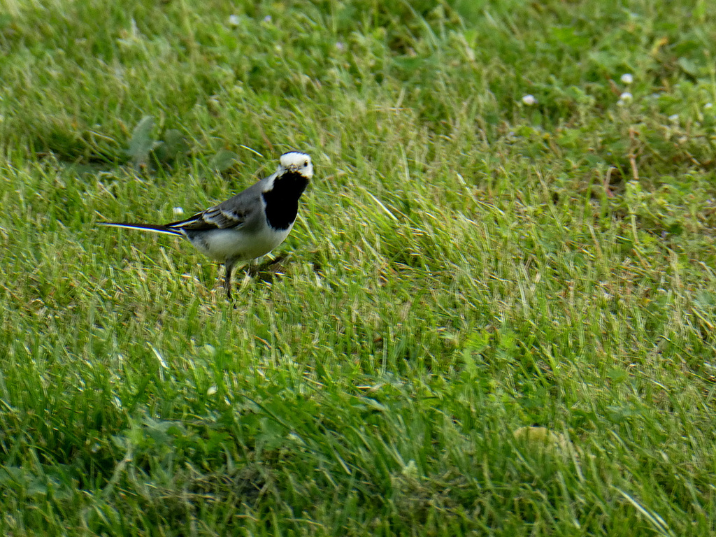 Vreemde vogel ???