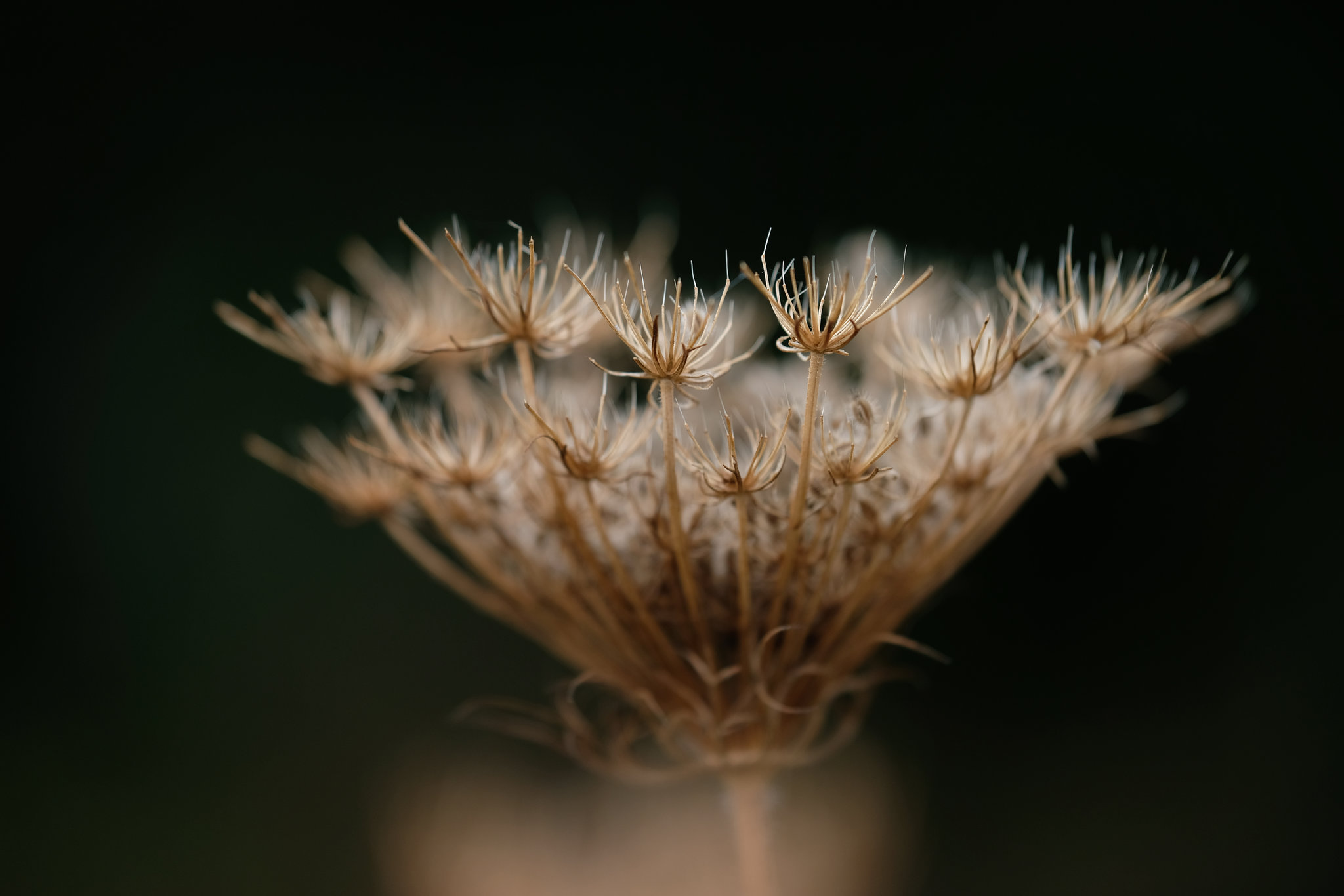 DSCF4076