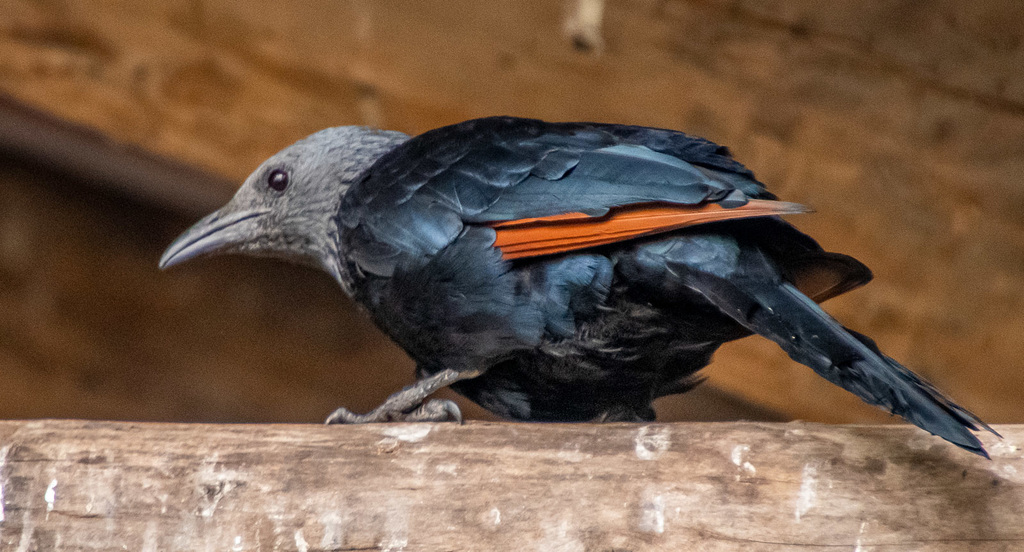Red wing starling