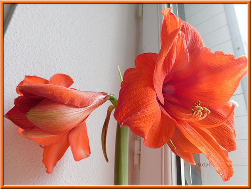 Amaryllis*************