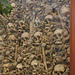 Skulls and Assorted Bones
