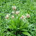 Spitzwegerich (Plantago lanceolata)