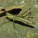 IMG 7229 Grasshopper-3