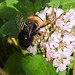 20230714 1933CPw [D~LIP] Dost (Origanum vulgare), Steinhummel (Bombus lapidarius), Bad Salzuflen