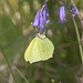 EF7A3664 Butterfly-1