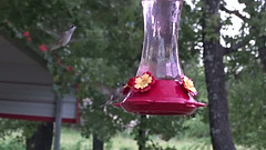 Six Little Hummingbirds at Dusk !