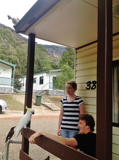 cockatoos by our cabin