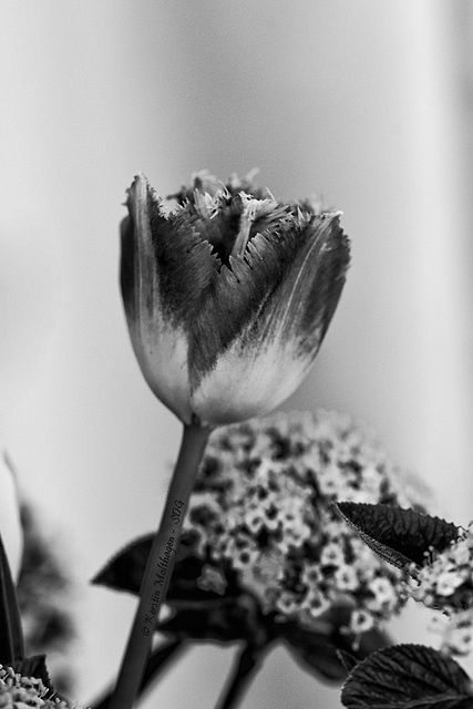 Tulpe