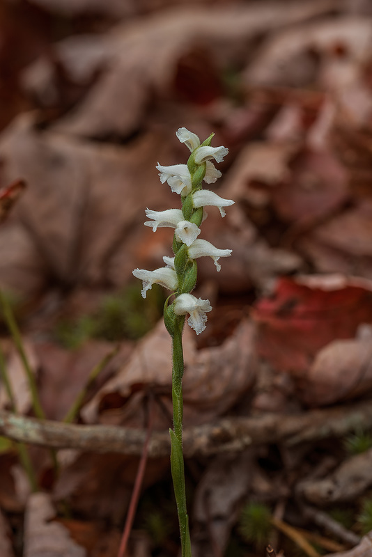 Spiranthes cernua (Nodding Ladies'-tresses orchid)