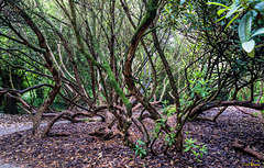 Spazieren in den "Lost Gardens of Heligan"