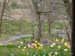 Gazebo Tulips