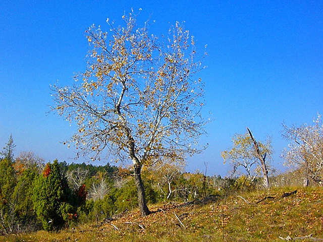 Bugaci táj