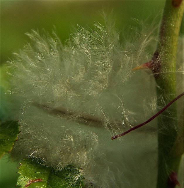 Feather