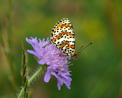 Ein stark gefährdeter Schmetterling - A highly endangered butterfly - PiP