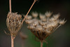 DSCF4077