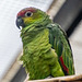 Equatorial amazon parrot