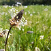 Spitzwegerich (Plantago lanceolata)