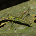 IMG 7231 Grasshopper