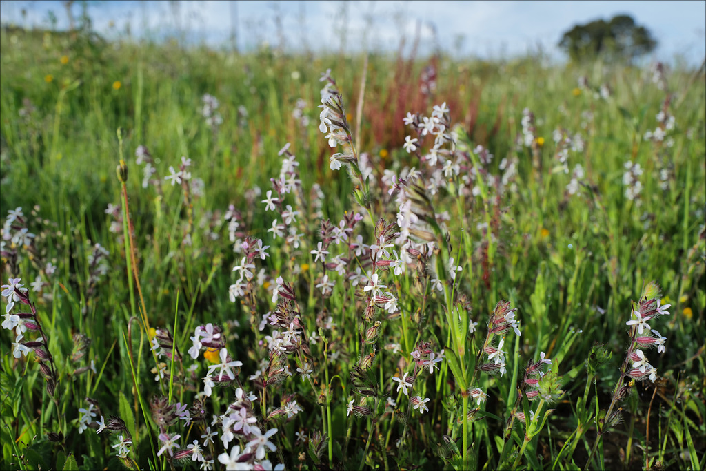 Silene gallica, Caryophyllales, Penedos