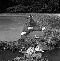 Rice paddy irrigation