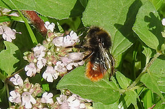 20230714 1934CPw [D~LIP] Dost (Origanum vulgare), Steinhummel (Bombus lapidarius), Bad Salzuflen