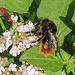 20230714 1934CPw [D~LIP] Dost (Origanum vulgare), Steinhummel (Bombus lapidarius), Bad Salzuflen