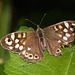 EF7A3671 Speckled Wood-1
