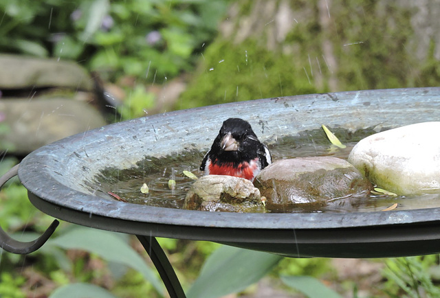 Rose-breasted Grosbeaks