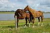 Horses in Munnikenland