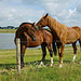 Horses in Munnikenland