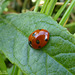 Ladybird ladybird