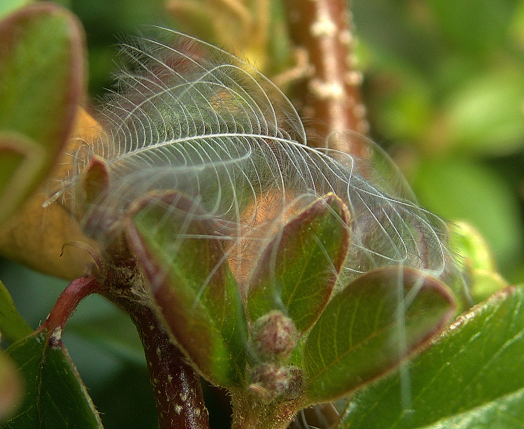 Feather