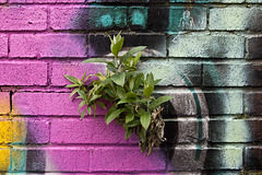 Graffiti plant