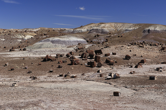 Petrified Forest National Park