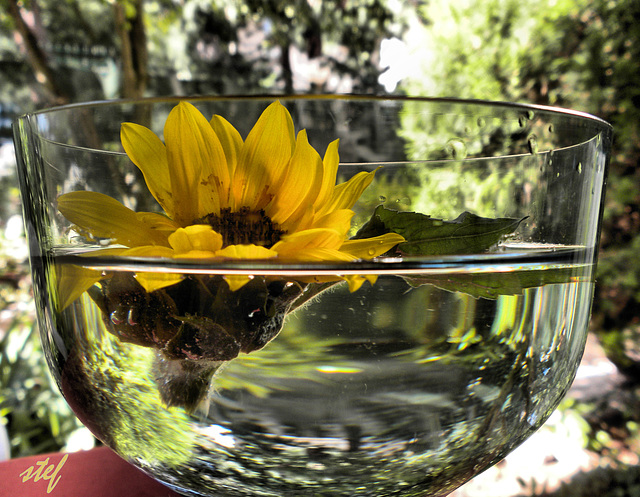 caught sun in a bowl