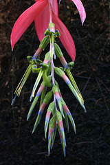 Billbergia nutans