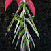 Billbergia nutans