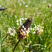 Spitzwegerich (Plantago lanceolata)