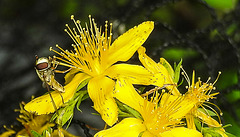 20230714 1935CPw [D~LIP] Tüpfel-Hartheu (Hypericum perforatum) [Johanniskraut], Gem. Feldschwebfliege (Eupeodes corollae), Bad Salzuflen